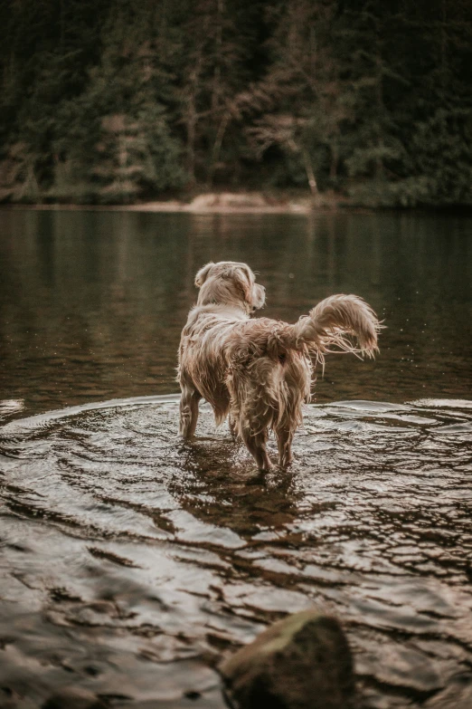 a dog wading on water in the rain