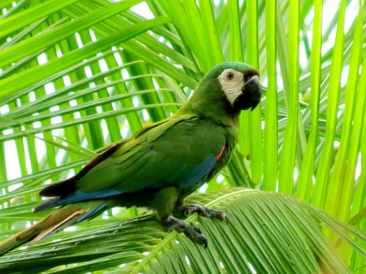a parrot is perched on a tree limb