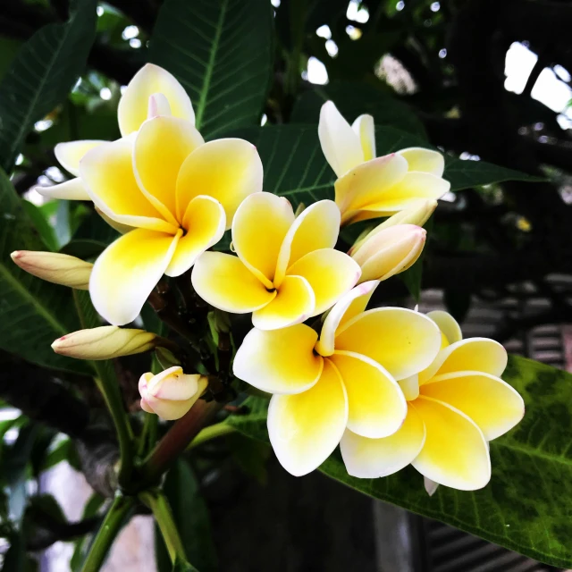 a bunch of yellow flowers with green leaves