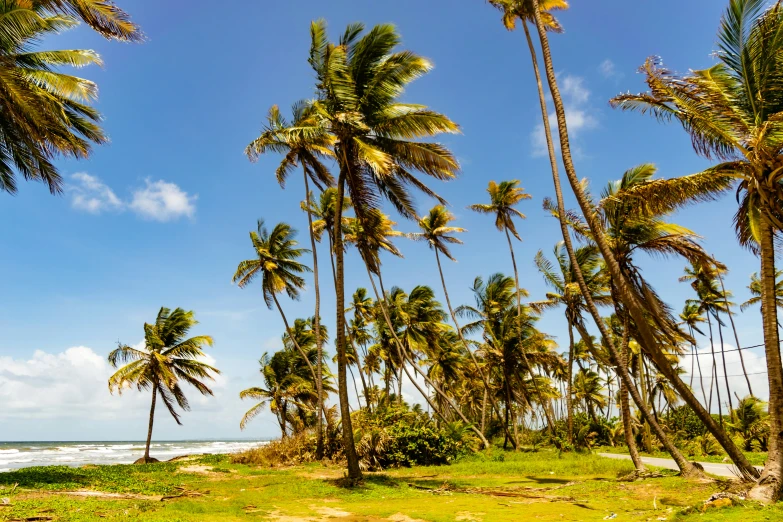 several palm trees leaning toward the ocean