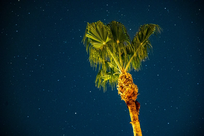 a palm tree is on the blue night sky