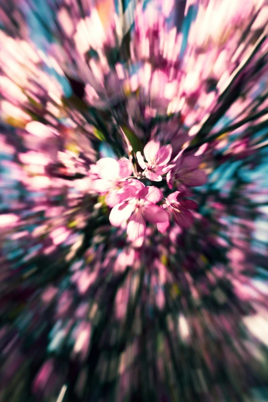 a pink flower is seen in this abstract pograph