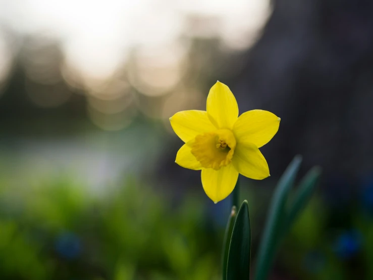 a flower is pictured sitting in the grass