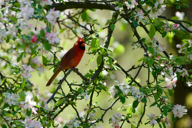 a cardinal sitting in a tree filled with flowers