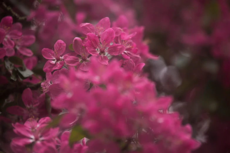 a closeup s of pink flowers and their purple petals