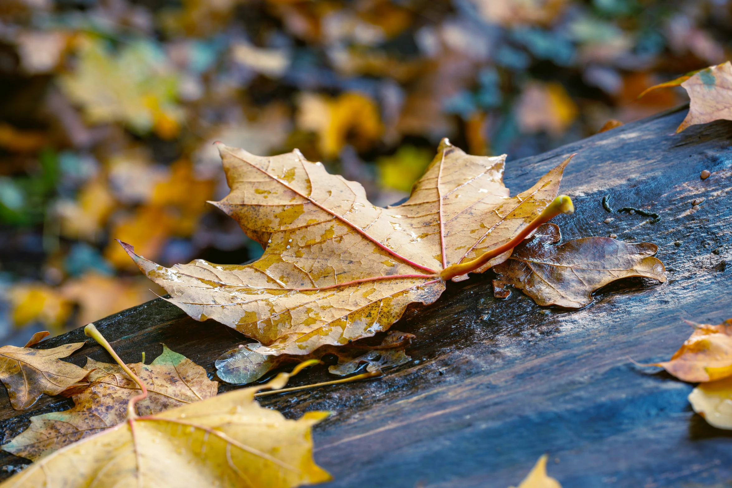 an upturned tree limb covered in fallen leaves