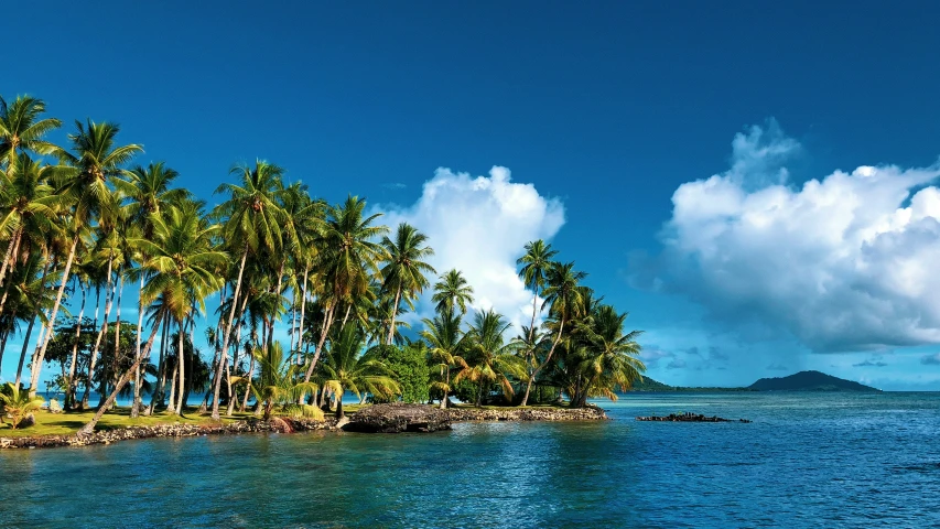 this is a pograph of some palm trees by the ocean