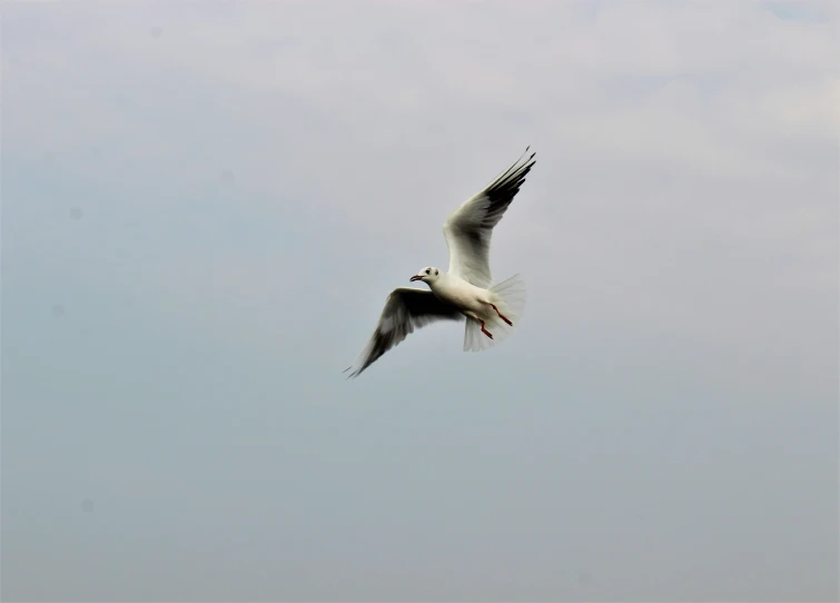 there is a seagull flying through the sky