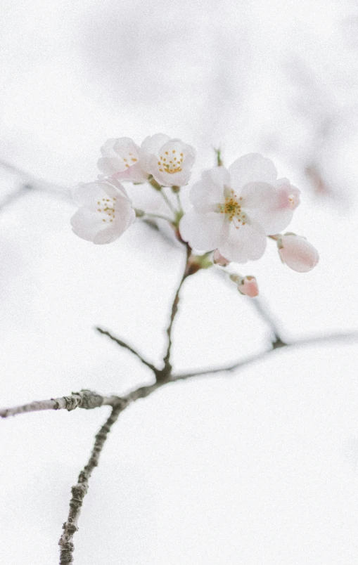 closeup of pink flower on tree nches with snow