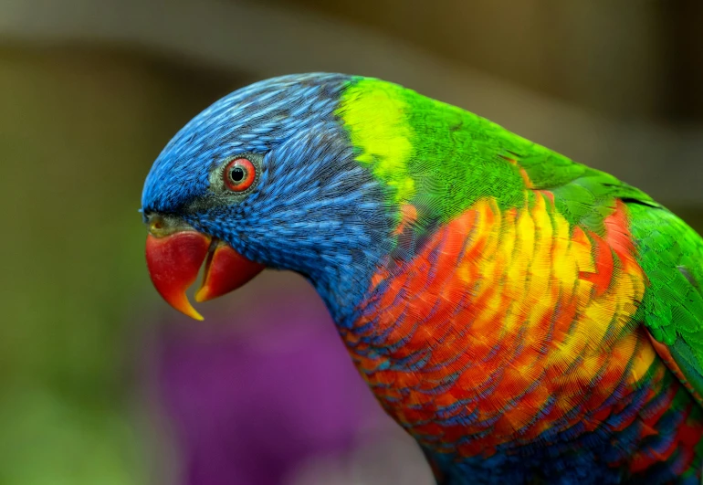 a rainbow colored bird standing outside in the sun