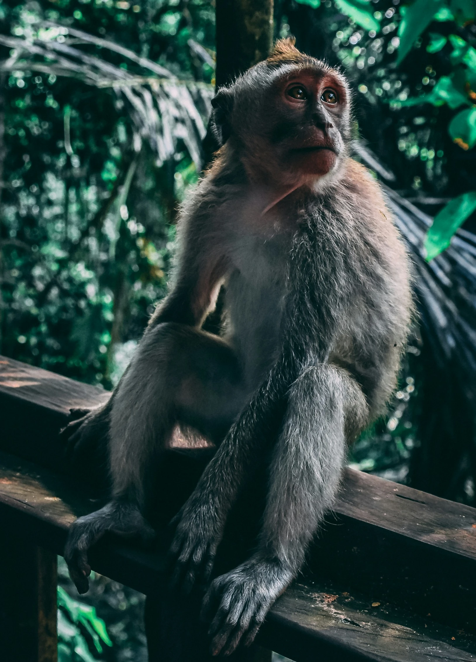 a small monkey sitting on top of a wooden railing
