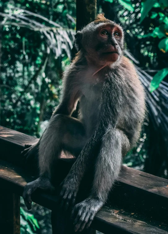 a small monkey sitting on top of a wooden railing