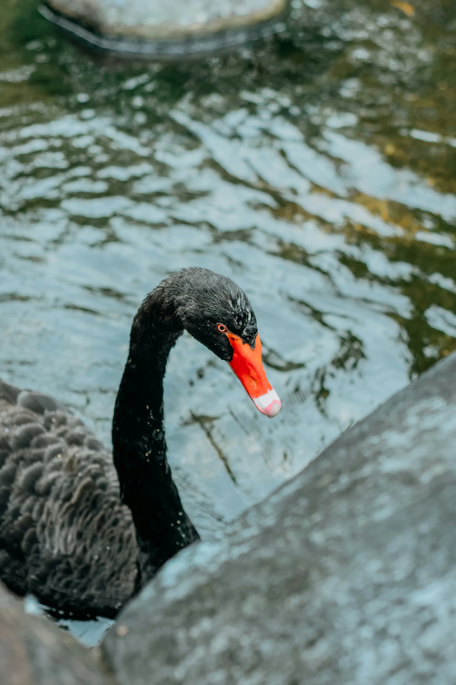 a black swan in the water with a bright red beak