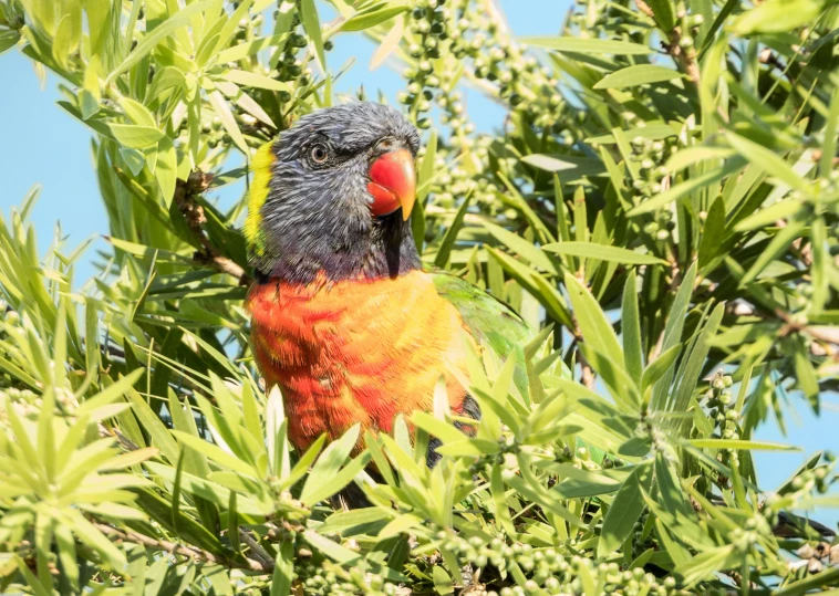 this colorful bird is sitting in a tree