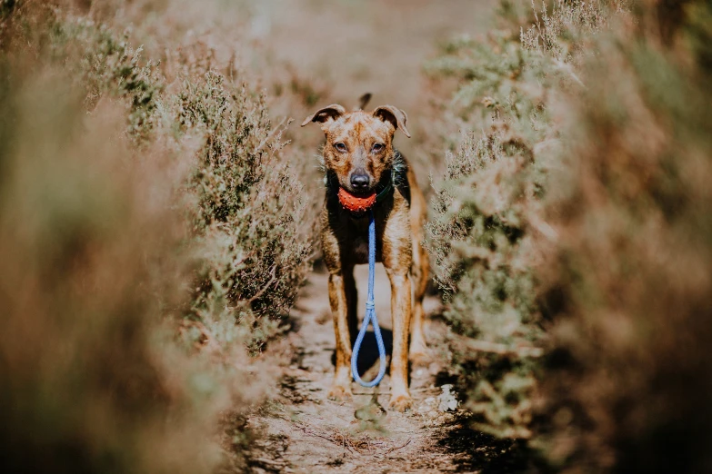 a dog that is walking around in the grass