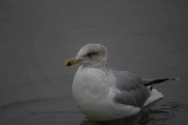 a seagull is floating on the water with its head cocked