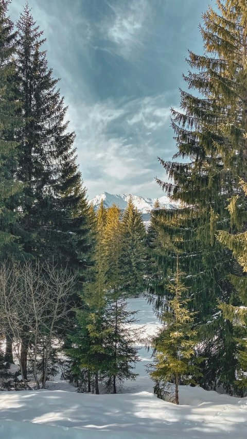 a couple of trees that are standing in the snow