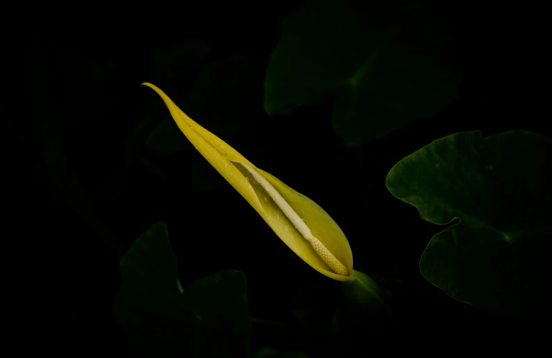 the leaf is yellow with white tips on it