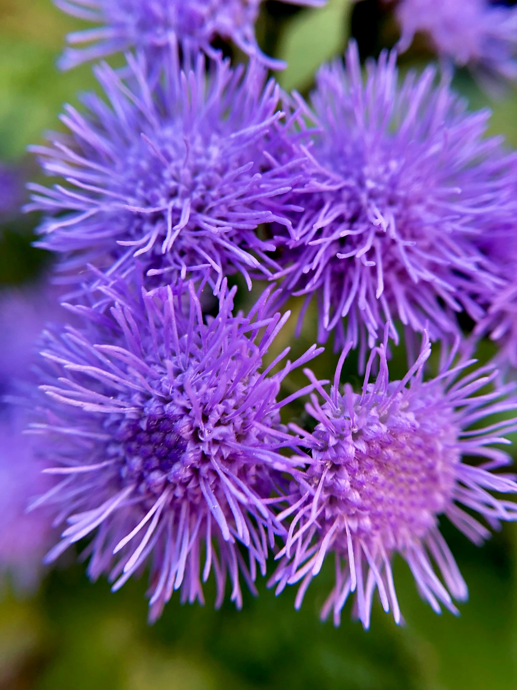 a bunch of purple flowers with purple centers