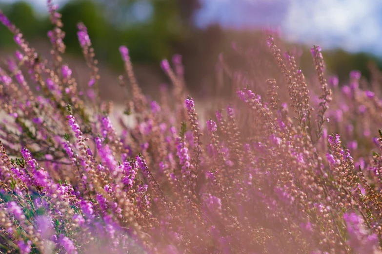 there are many purple plants in the wild