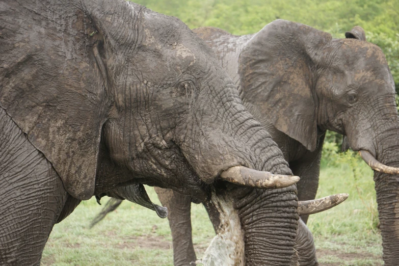 two elephants stand in the grass, touching their trunks