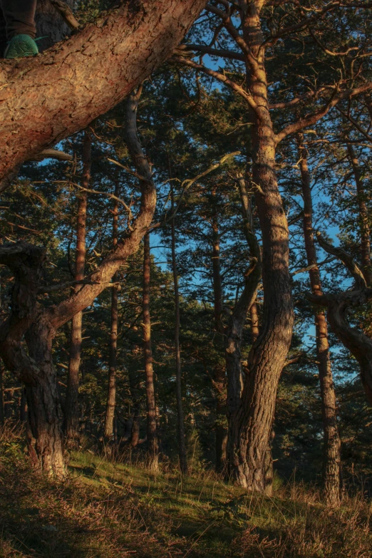 large oak trees with sp needles standing on a green grass covered slope