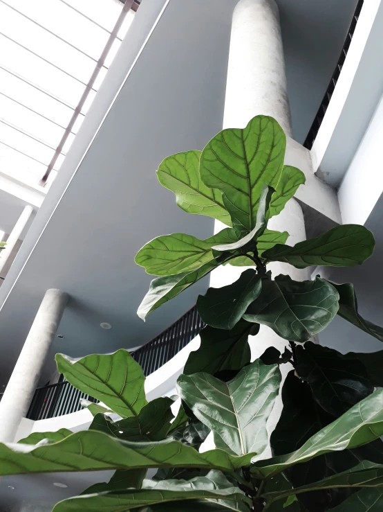 some green leaves on a plant in front of a building