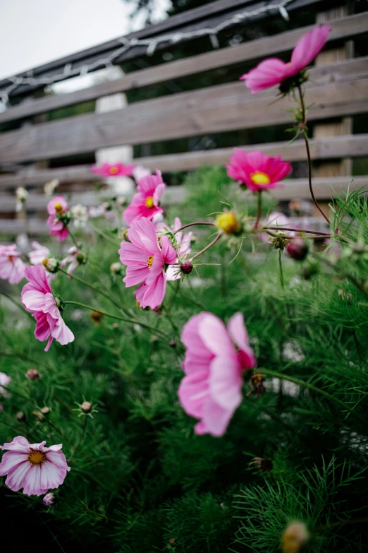 an old fence with some pink flowers growing near it