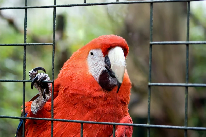 a red parrot with yellow, blue and white feathers is in an enclosure