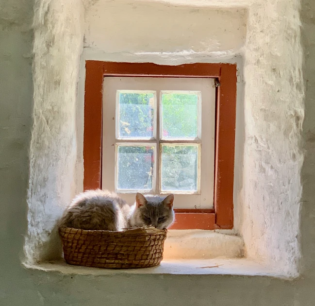 an orange and white cat sitting on the window sill