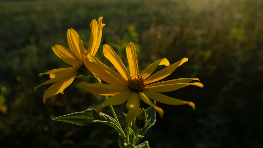 a flower with yellow petals in front of the sun