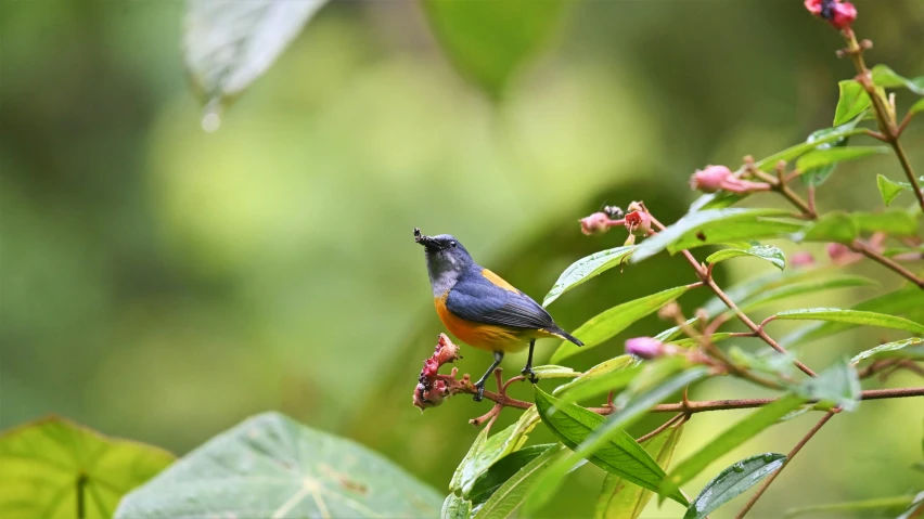 small bird sitting on a nch in front of green leaves