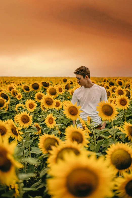 a man stands in a large sunflower field with an orange sky