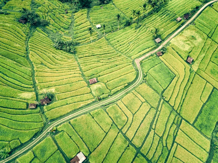 a aerial po of a field in india