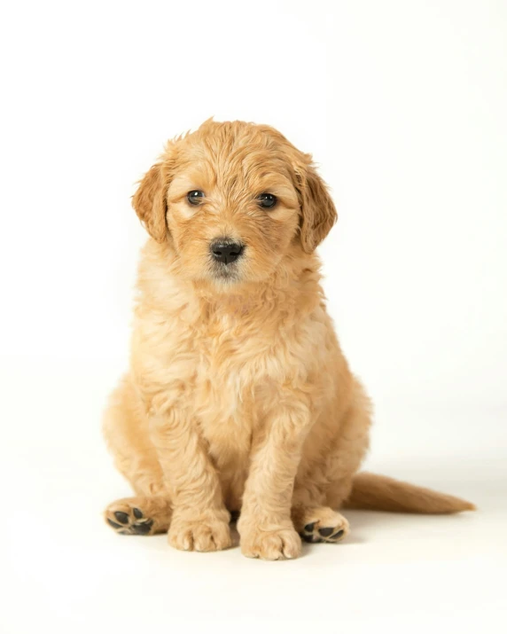 a puppy sits down and looks in the camera