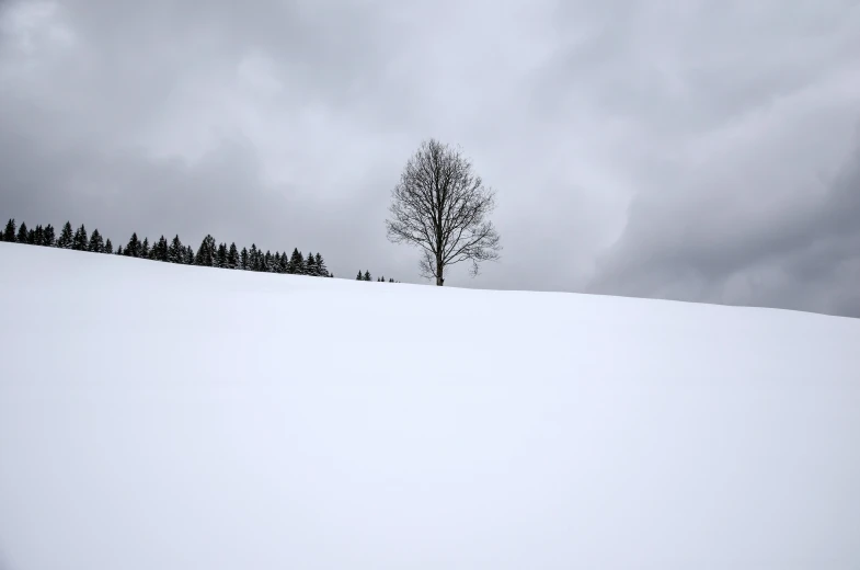 a single tree stands alone on the snowy ground