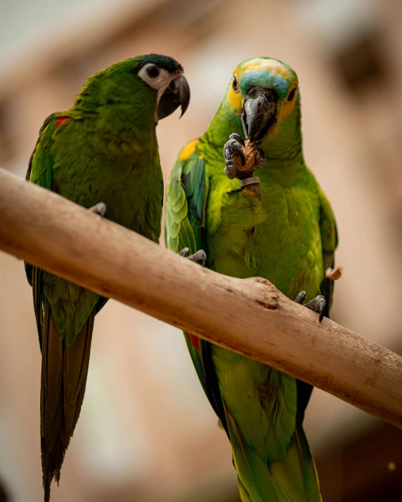 two green parrots on a wooden nch, one is biting at the food