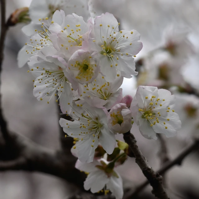 blossoms on a small tree in the rain