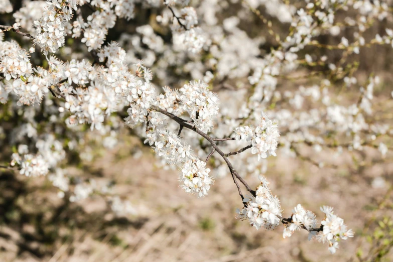 small white flowers are blooming on a tree