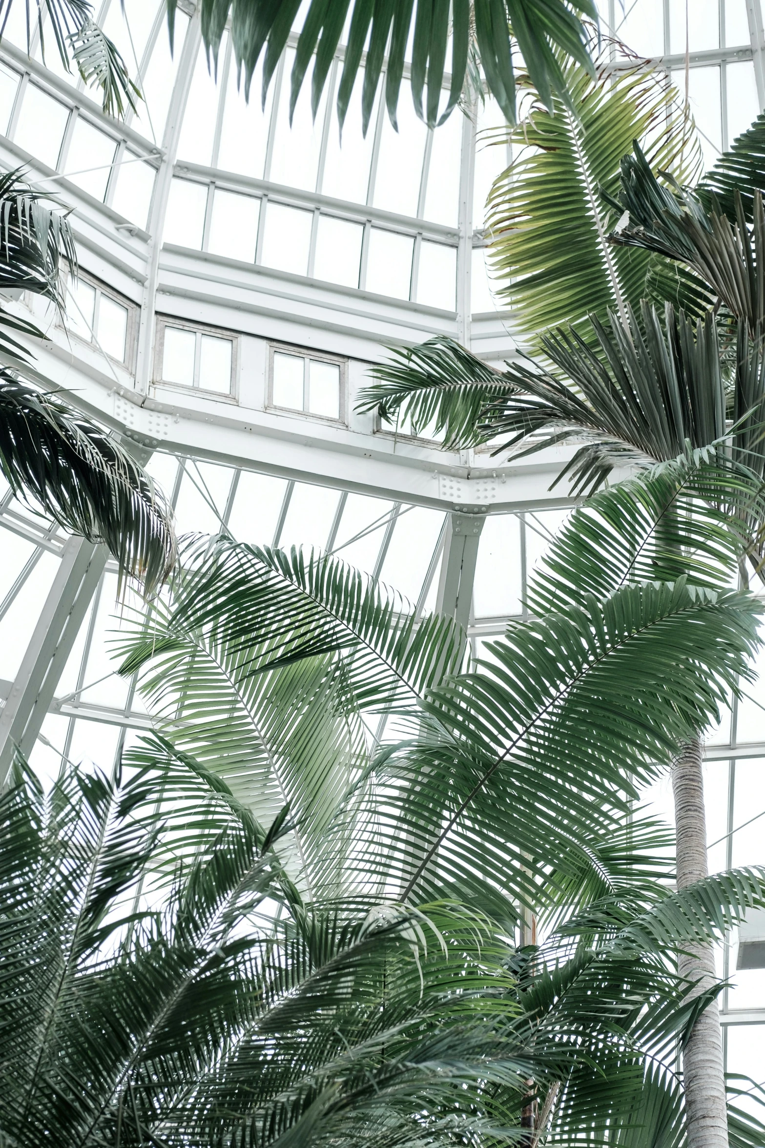 an atrium in the building with lots of palm trees