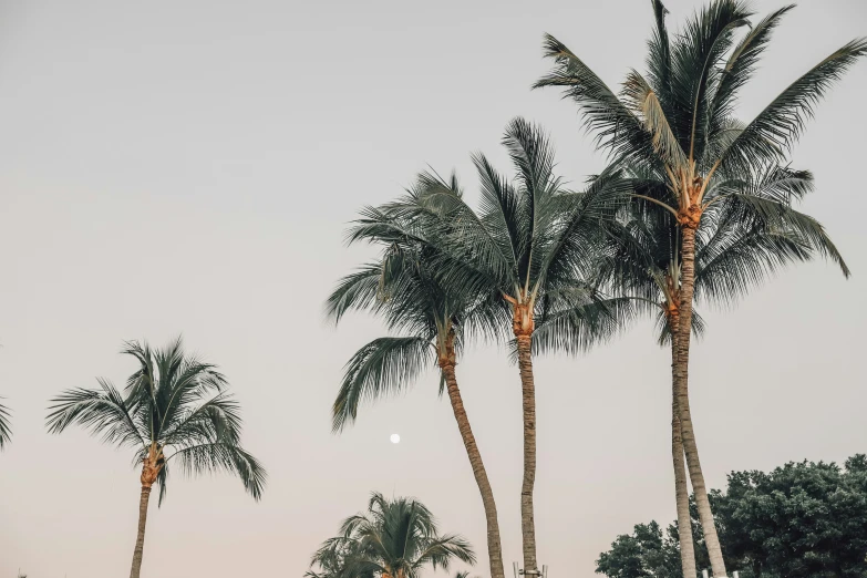 palm trees in the foreground with a moon behind them