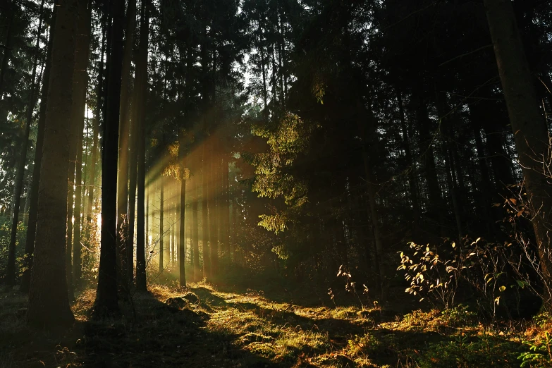 there is a po of a forest with sunbeams