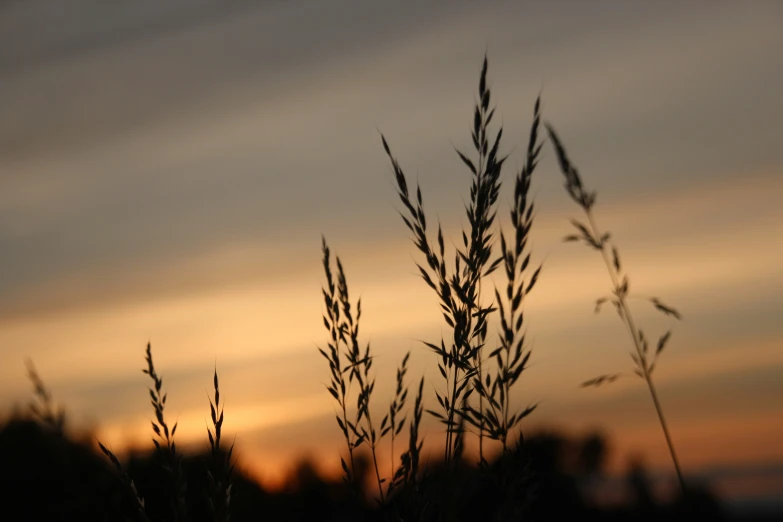 the sun is shining brightly through some thin grass