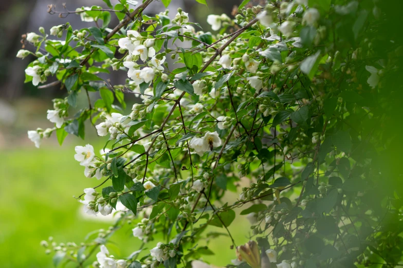 white flowers growing on the nches of a bush