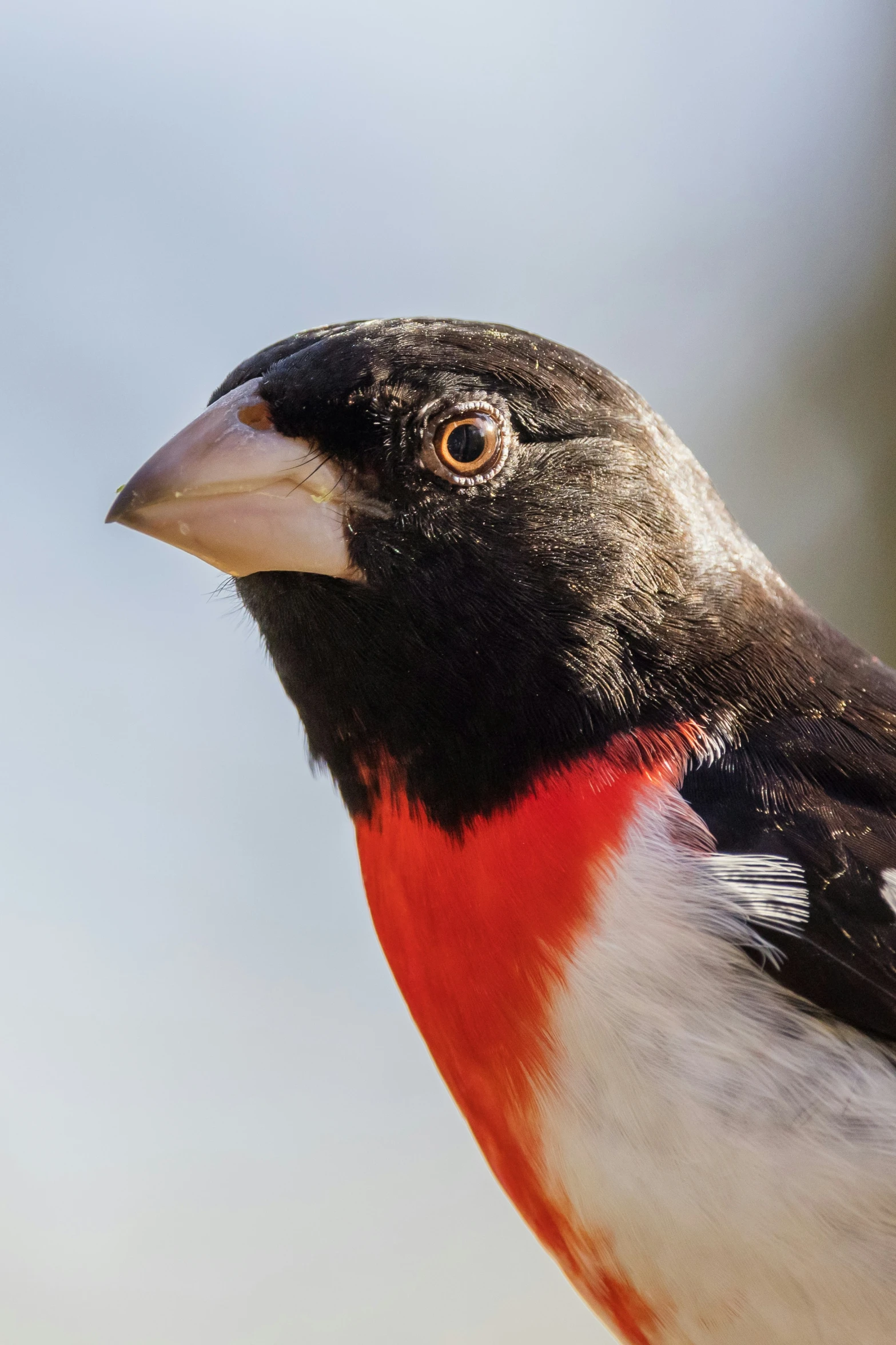 a red and black bird looking straight ahead