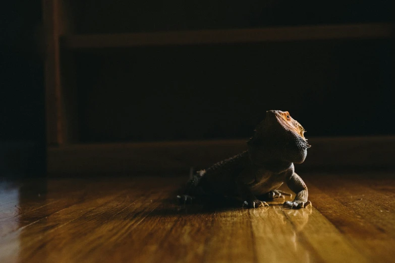 a lizard on the floor with the sunlight behind it