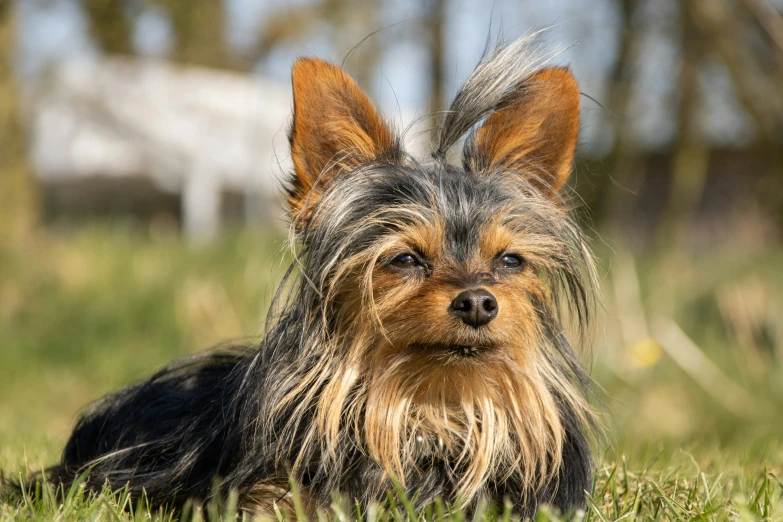 a long haired dog is sitting in the grass