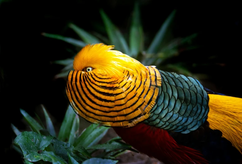 a brightly colored bird standing next to plants