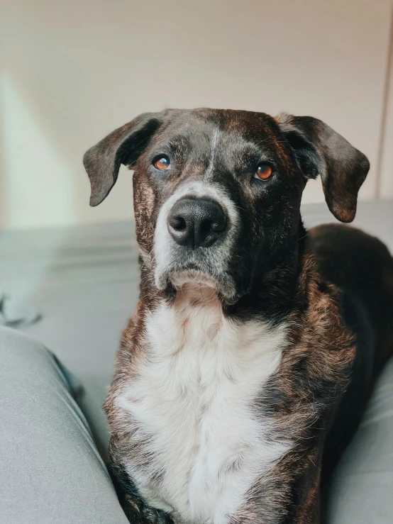 a brown and white dog laying on top of a bed