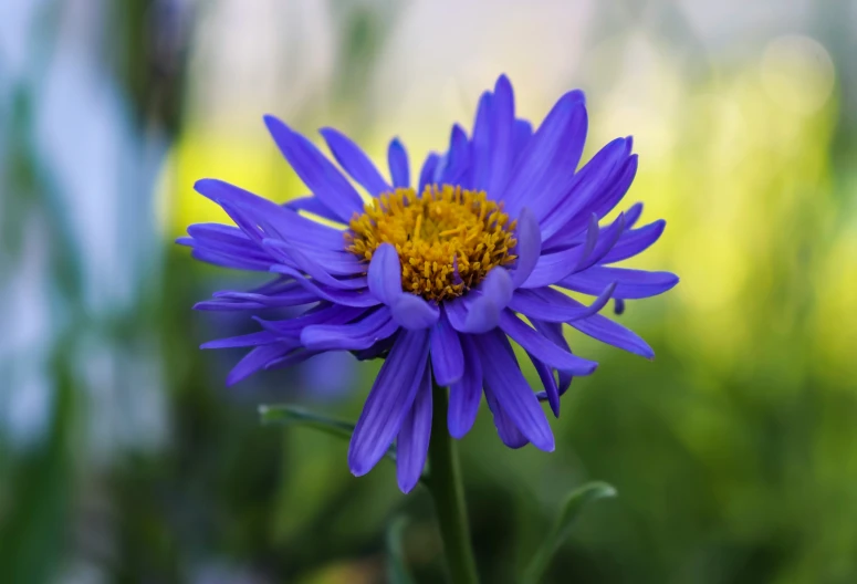 there is a purple flower in the foreground and green foliage in the background